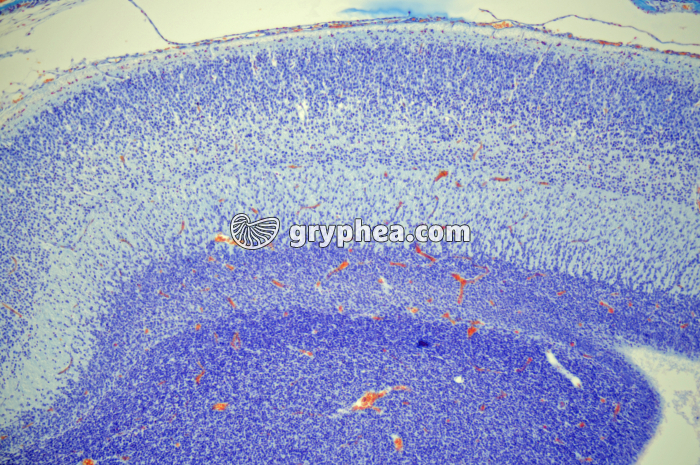 Encéphale embryon souris x25 - gryphea.com